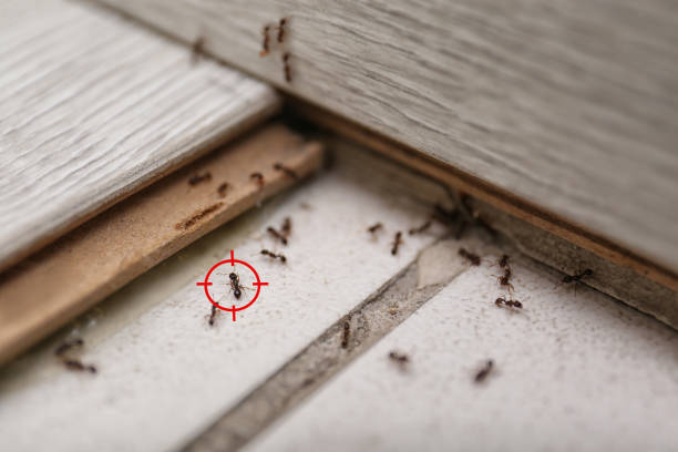 Best Ant Control Services  in Wacousta, MI