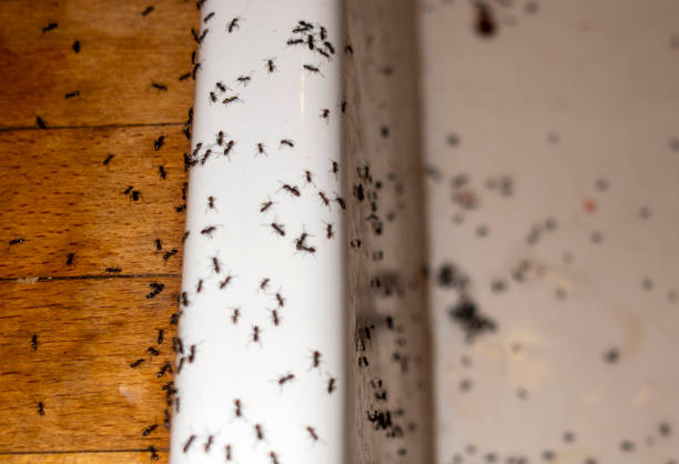 Best Rat Extermination Near Me  in Wacousta, MI