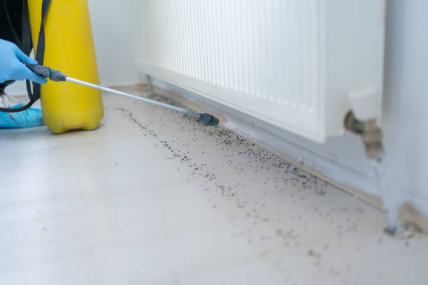 Flea Control Services in Wacousta, MI