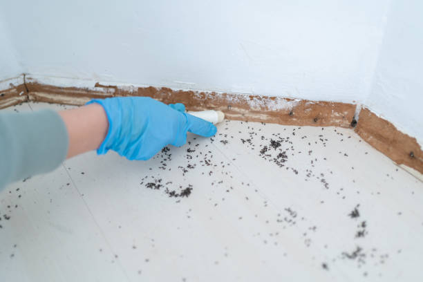 Best Pest Control Near Me  in Wacousta, MI
