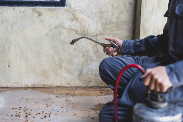 Best Local Pest Control Services  in Wacousta, MI